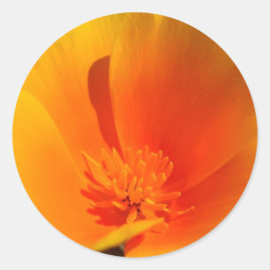 California Poppy stickers