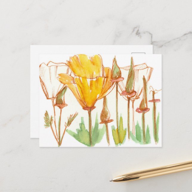 California Poppy Wildflower Botanical Ink Sketch Postcard (Front/Back In Situ)
