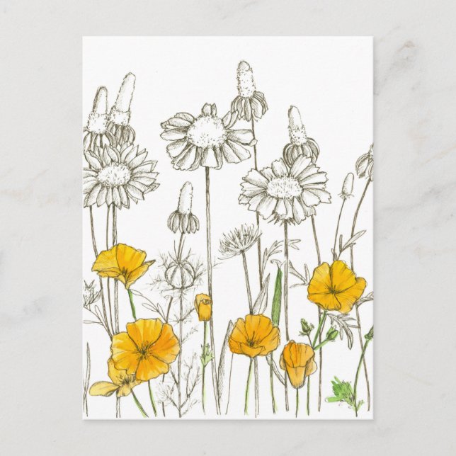 California Poppy Wildflower Plant Sketch Postcard (Front)