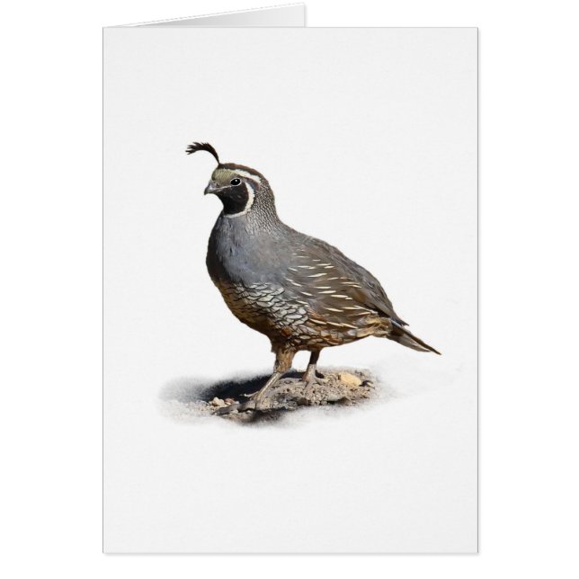 CALIFORNIA QUAIL (Front)