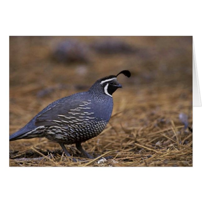 California Quail (Front Horizontal)