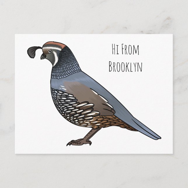 California quail bird cartoon postcard (Front)