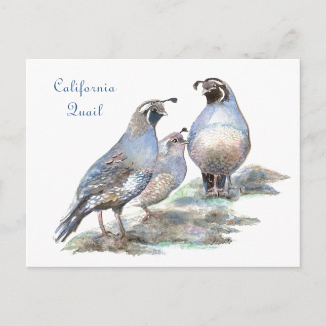 California Quail , Bird, Nature, Wildlife Postcard (Front)