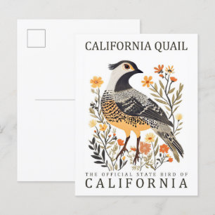 California Quail Bird of California USA Travel Postcard