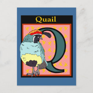 California Quail Bird Postcard