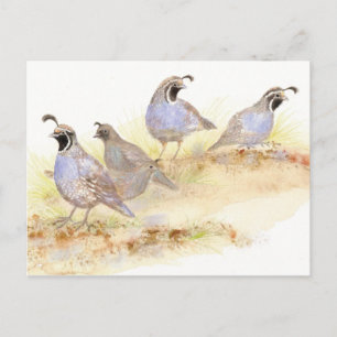 California Quail, Birds, Nature, Wildlife, Postcard