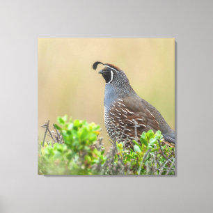 California Quail Canvas Print