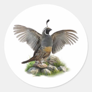 California quail classic round sticker