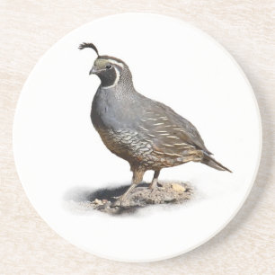 CALIFORNIA QUAIL COASTER