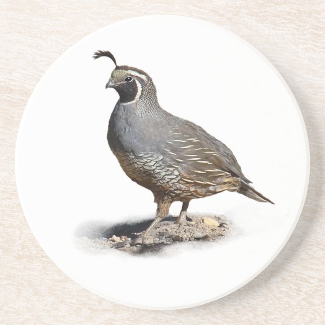 CALIFORNIA QUAIL COASTER (Front)