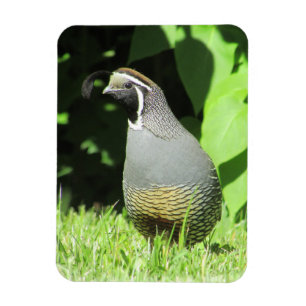 California Quail In Sunshine Magnet