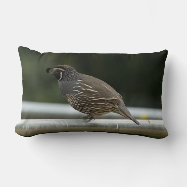 California Quail Lumbar Pillow (Front)