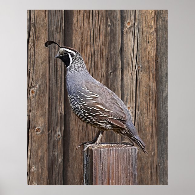 CALIFORNIA QUAIL ON BARNBOARD POSTER (Front)