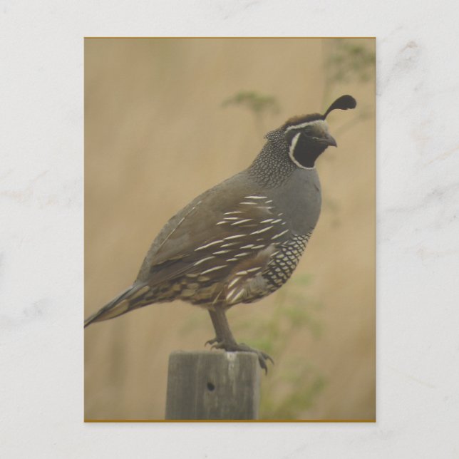 California Quail Postcard (Front)