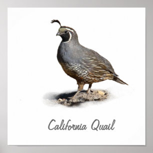 CALIFORNIA QUAIL POSTER