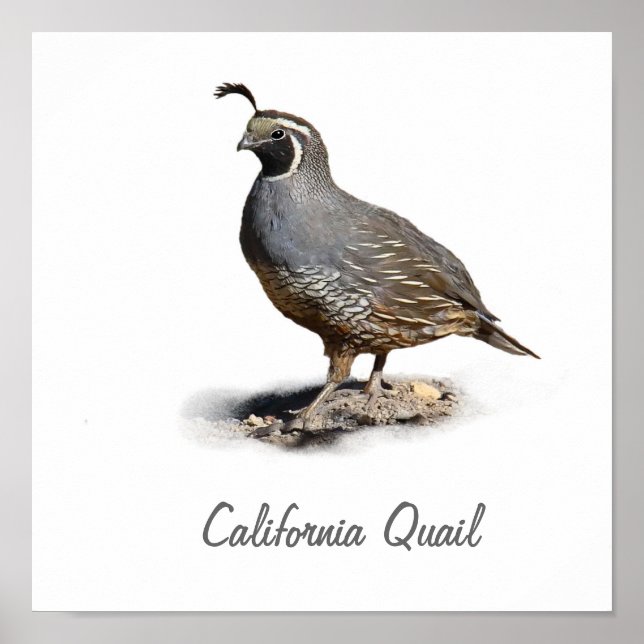 CALIFORNIA QUAIL POSTER (Front)