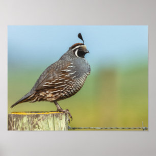 California Quail Poster