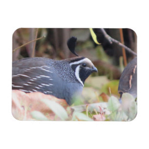 California Quail Profile Magnet