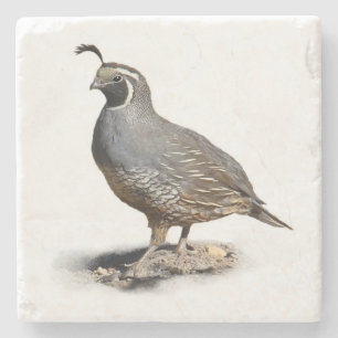 CALIFORNIA QUAIL STONE COASTER