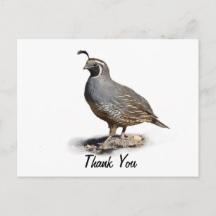 CALIFORNIA QUAIL - THANK YOU POSTCARD