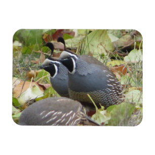 California Quail Twins Magnet