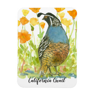 California Quail Watercolor Poppies Painting Magnet
