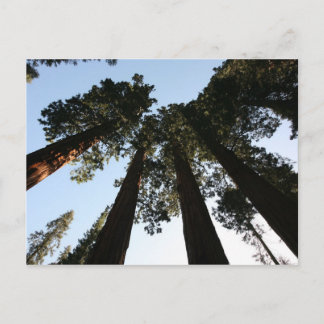 California Redwood Tree Postcard