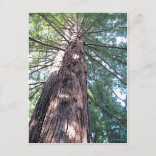 California Redwood Upshot Postcard