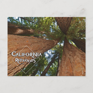 California Redwoods - Big Trees Postcard 