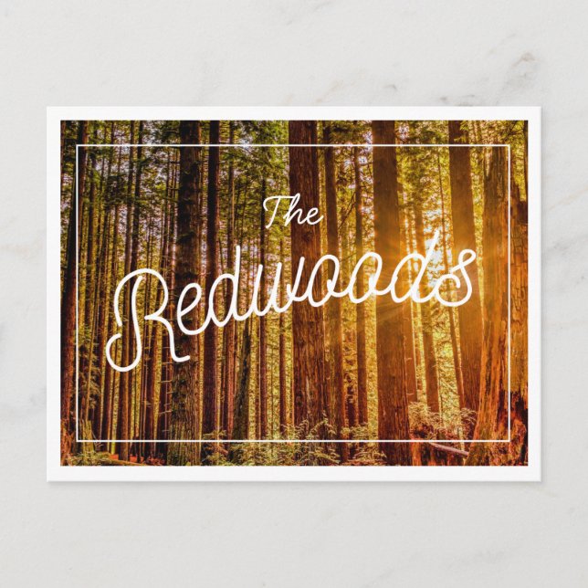 California Redwoods Photo Postcard (Front)