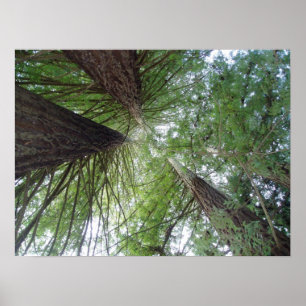 California Redwoods Print