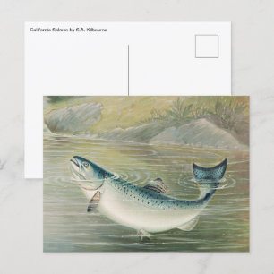 California Salmon by S.A. Kilbourne, Vintage Fish Postcard