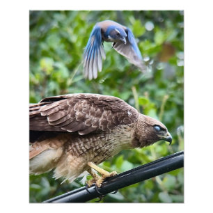 California Scrub Jay Attacking Red-tailed Hawk Photo Print