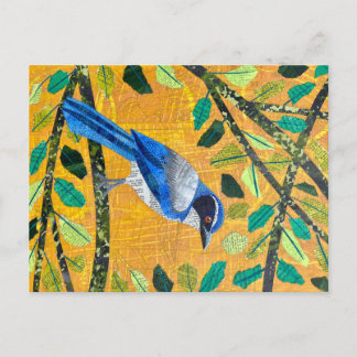 California Scrub Jay Postcard