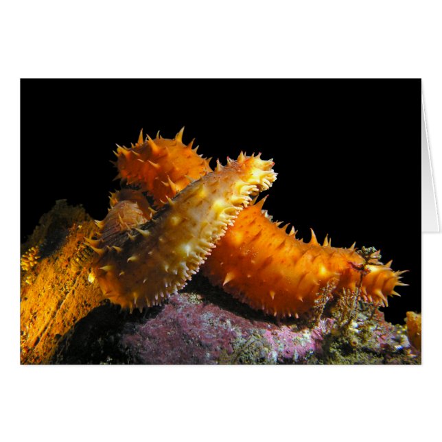 California Sea Cucumber Love - Carte (Devant horizontal)