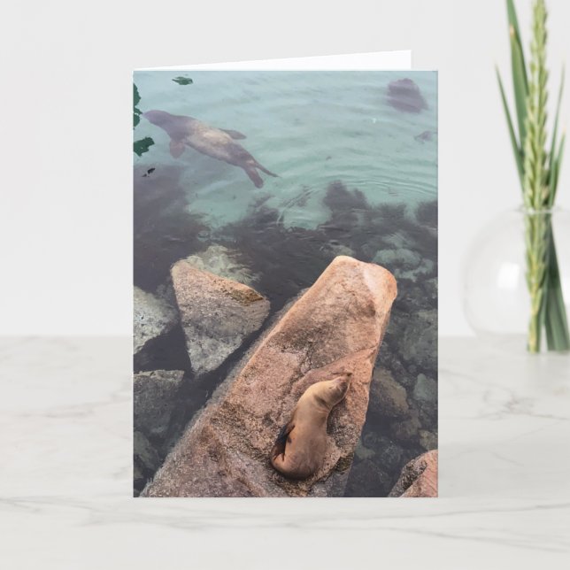 california sea life greeting card (blank inside)  (Front)