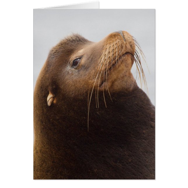 California Sea Lion (Front)