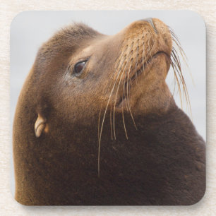 California Sea Lion Coaster