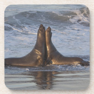 California Sea Lion Coaster