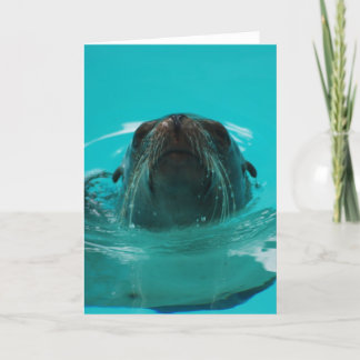 "California Sea Lion" Greeting Card