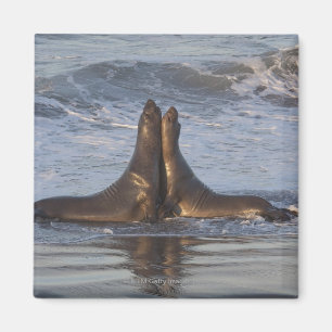 California Sea Lion Magnet