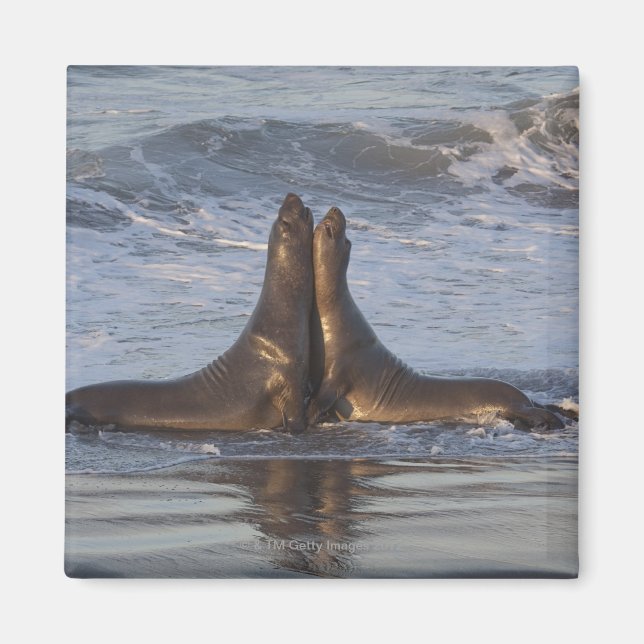 California Sea Lion Magnet (Front)