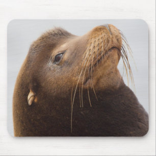 California Sea Lion Mouse Pad