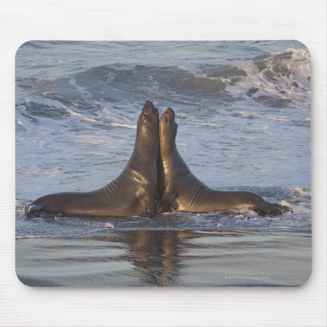 California Sea Lion Mouse Pad (Front)