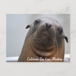 California Sea Lion Postcard