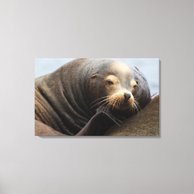 California Sea Lion Resting Canvas Print (Front)