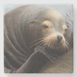 California Sea Lion Resting Stone Coaster