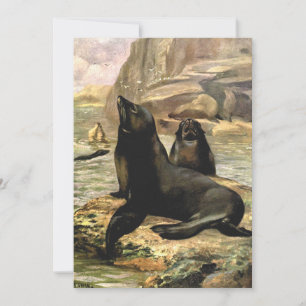 California Sea Lions by CE Swan, Vintage Animals