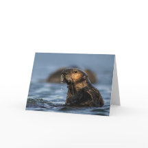 California Sea Otter