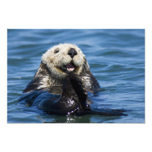 California Sea Otter Enhydra lutris) grooms 2 Photo Print